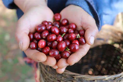 CAFE thức uống, thức tỉnh đam mê