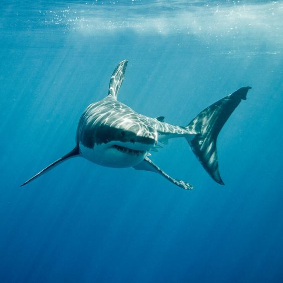 shark tank