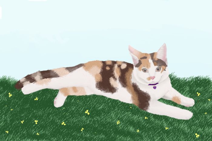 my cat
