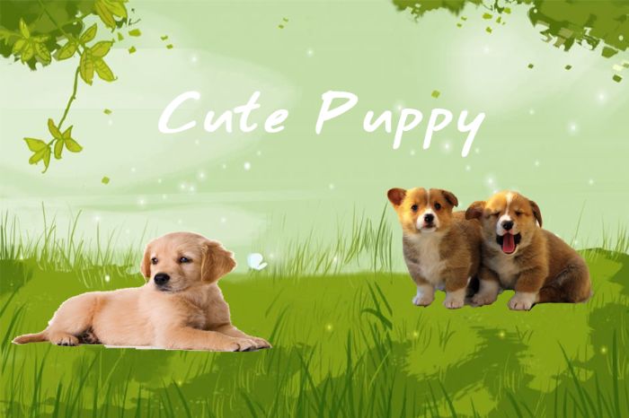 Cute puppy