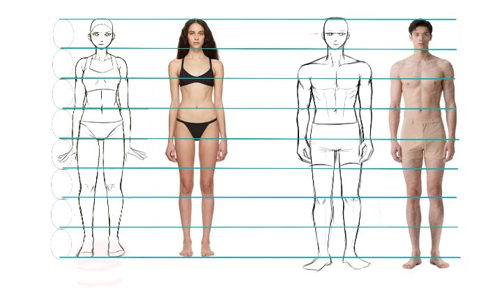 anatomy