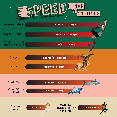 Infographic Animal Speed