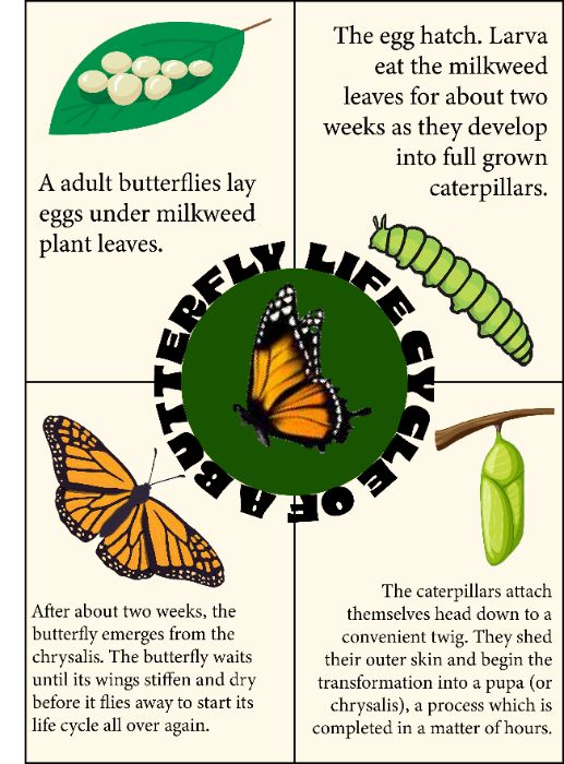 infographic