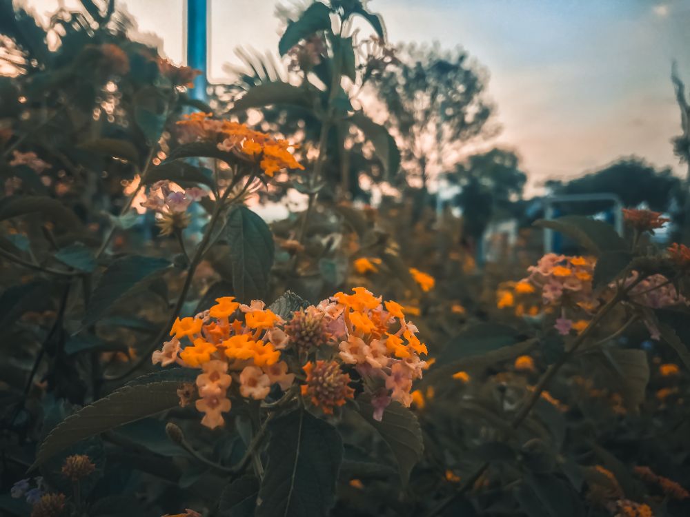 #flower