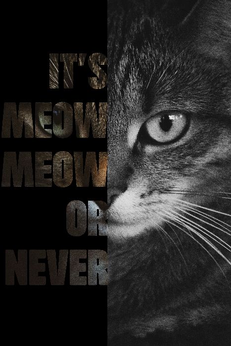 It's meow meow or never