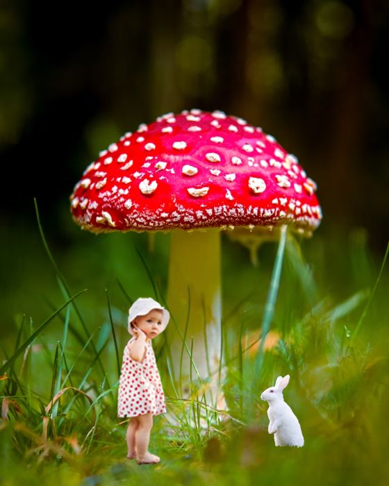 The giant mushroom