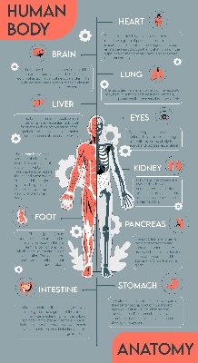 human body inforgraphic