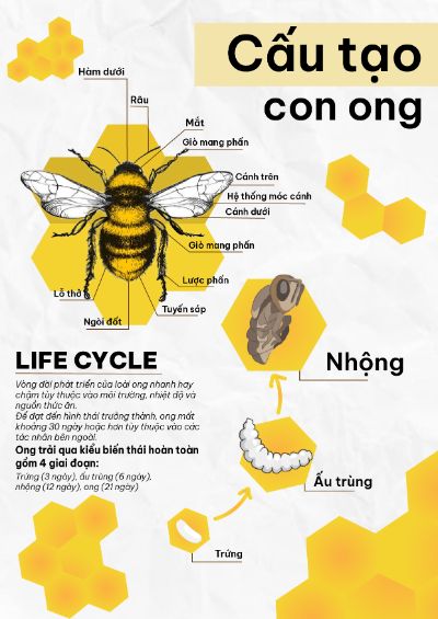 Con ong của Thảo