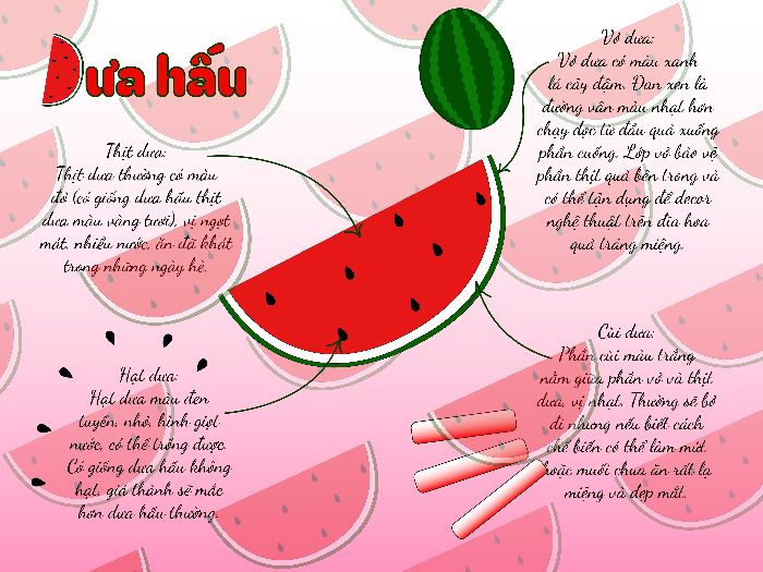 Infrographic Dưa Hấu