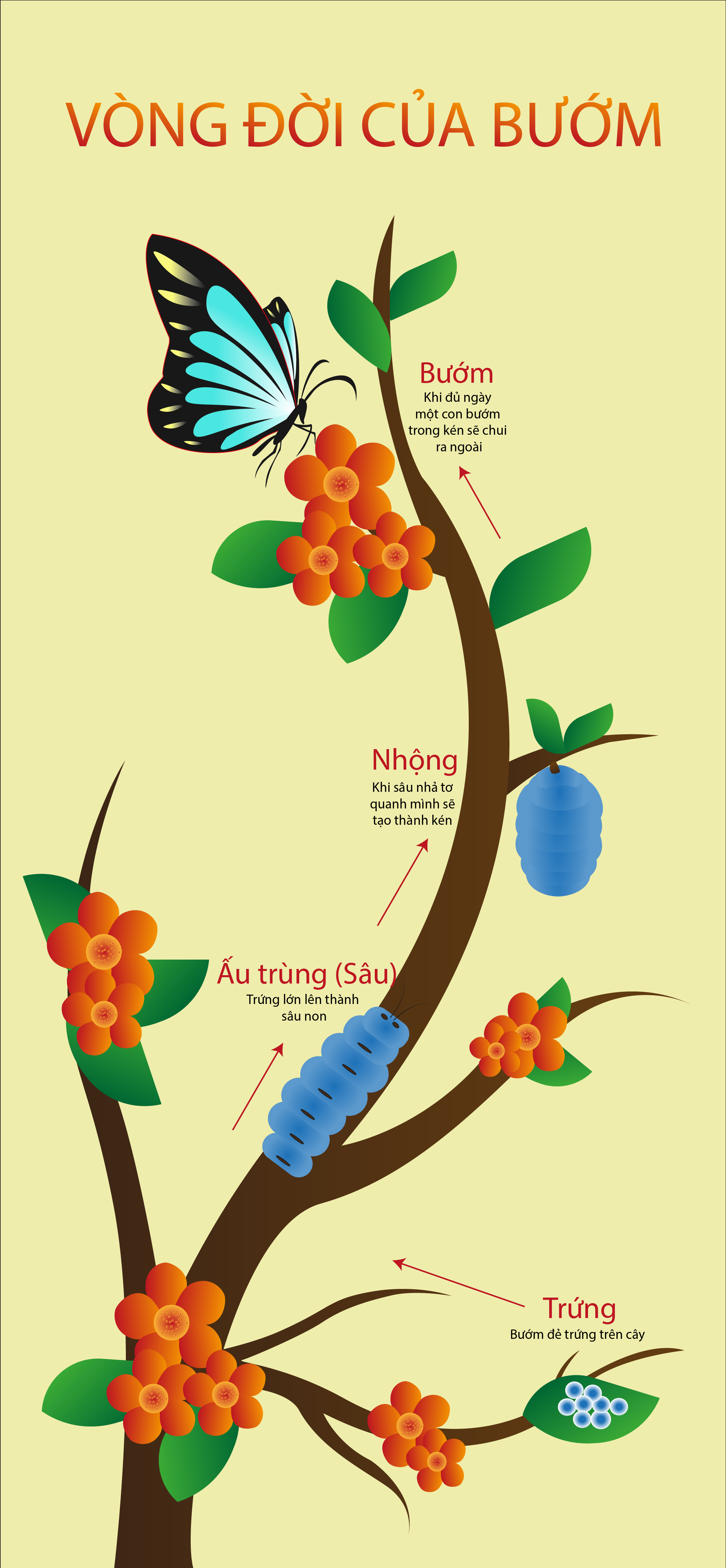 BÀI TẬP CUỐI KÌ_VÒNG ĐỜI CỦA BƯỚM