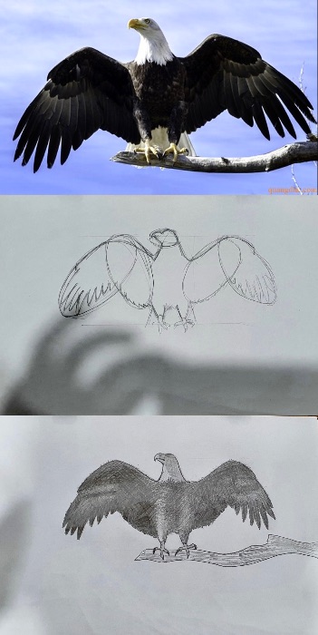 Sketching Shape - T&T
