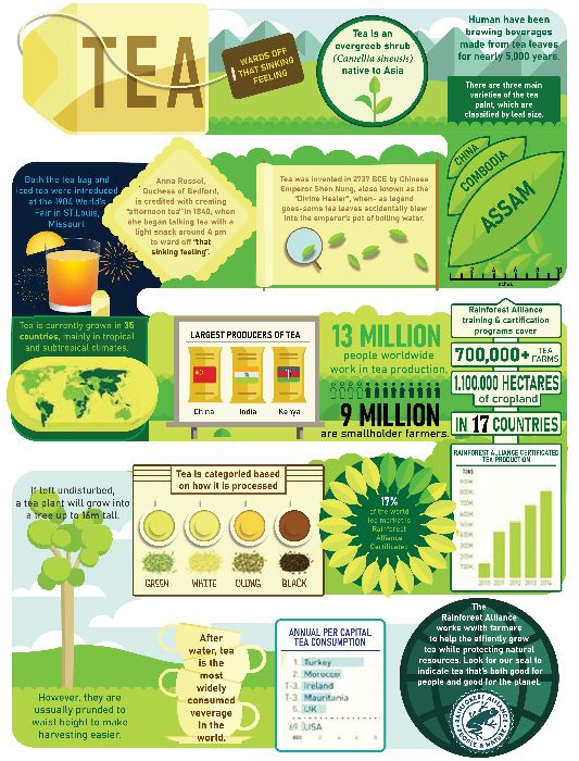Infographic - Tea