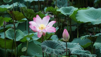 Tôi gặp gì mỗi sáng