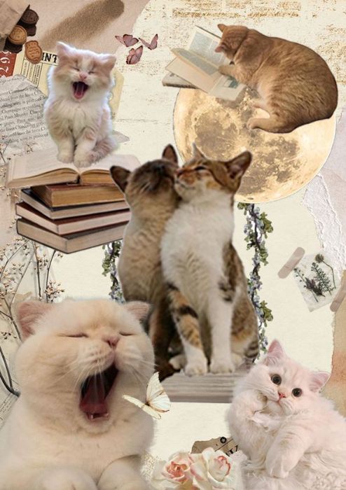 Cats' day