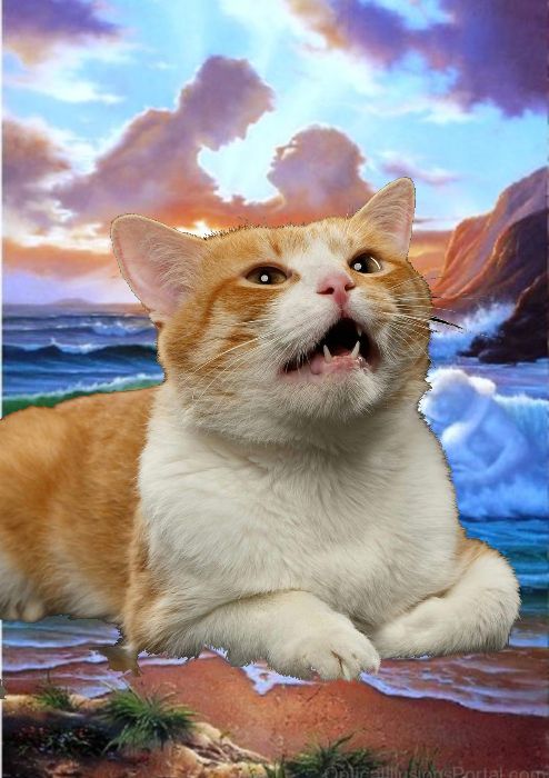 Cat on the sand