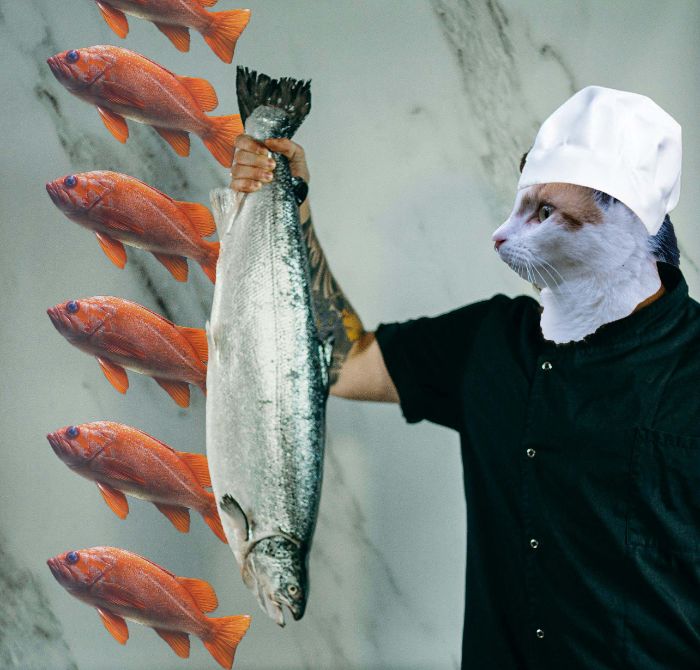 mèo cook cá