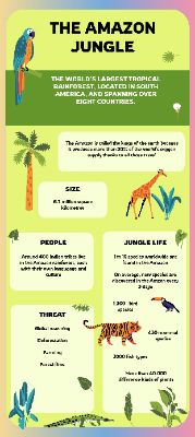 The Amazon Jungle