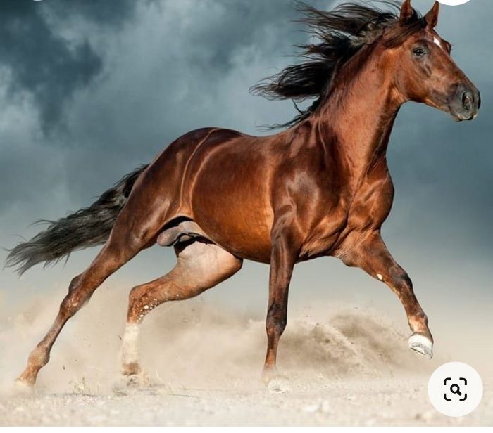 Drawing horse