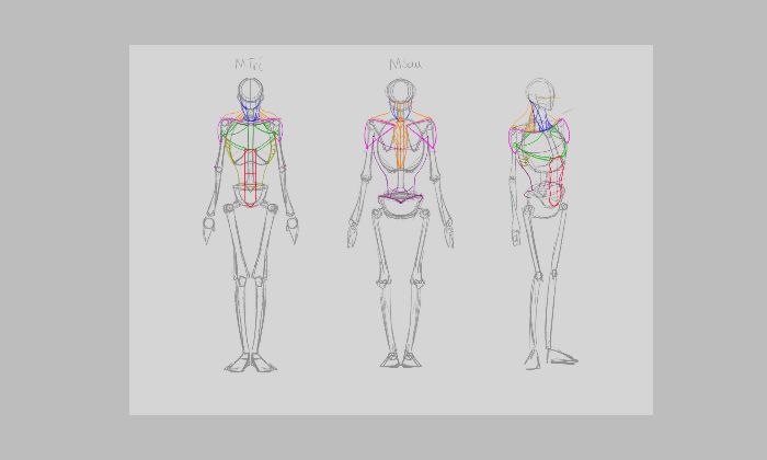Muscle Anatomy
