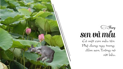 sen và mều