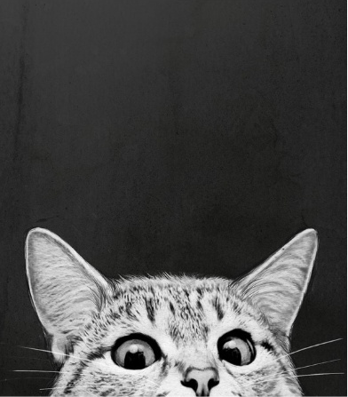 THE MOST FUCKING PETS