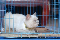 bố cục khung hình