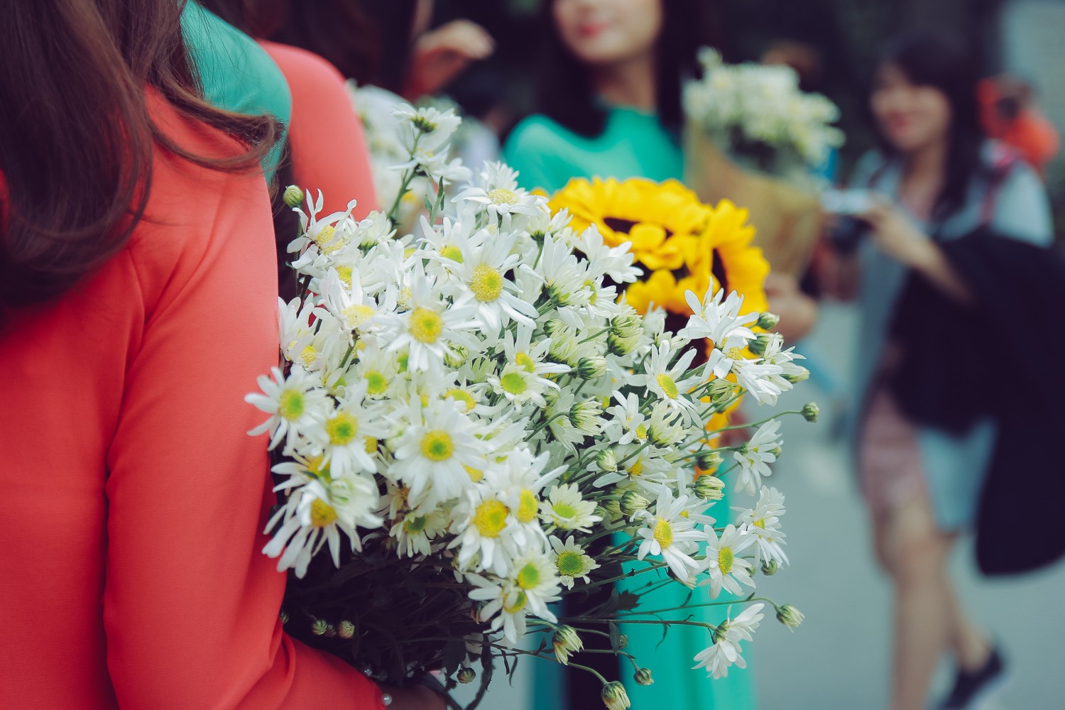 Cúc họa myyy mùa kỷ yếu