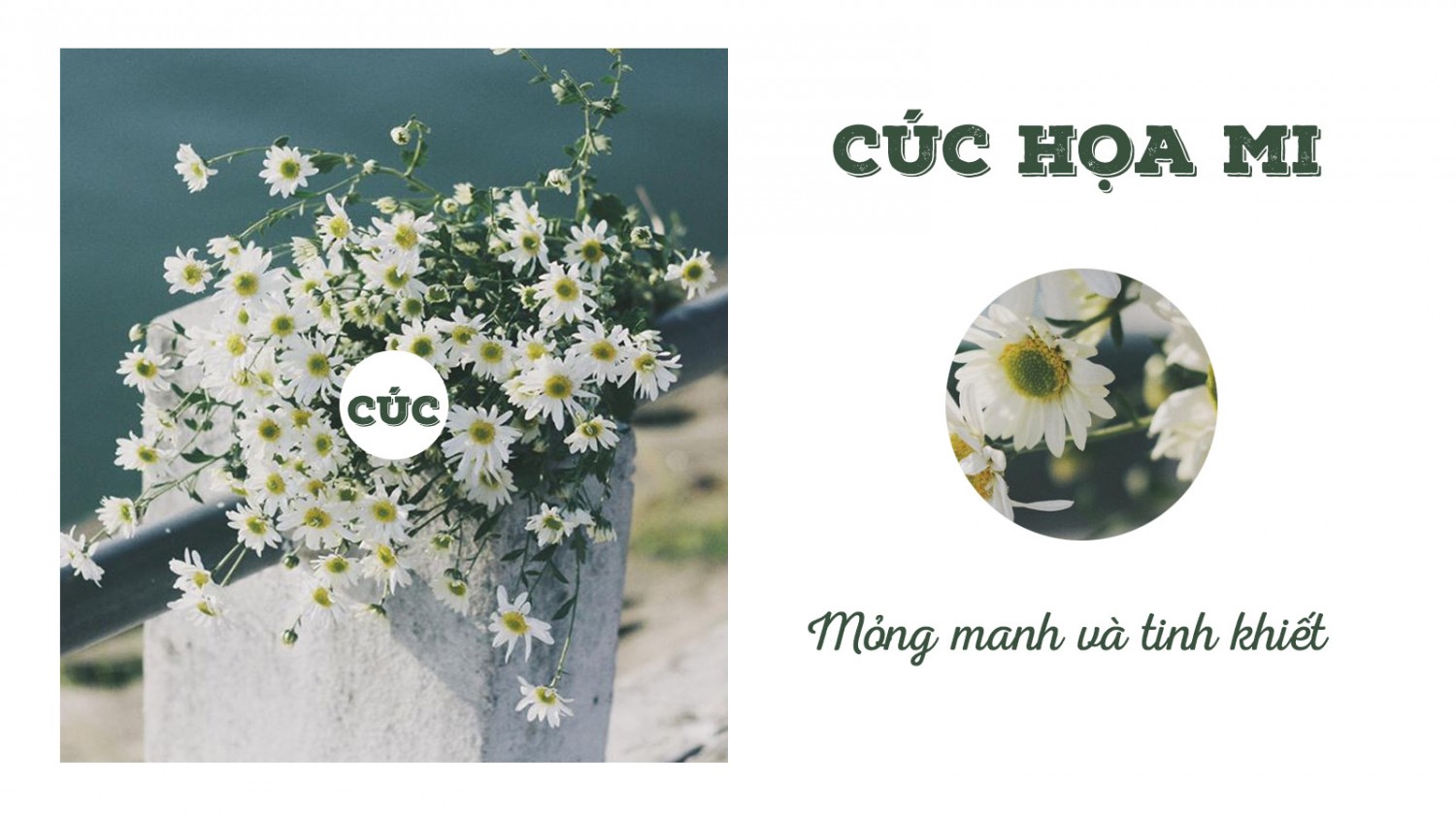 [Ps] BVN buổi 2  Cúc họa mi 
