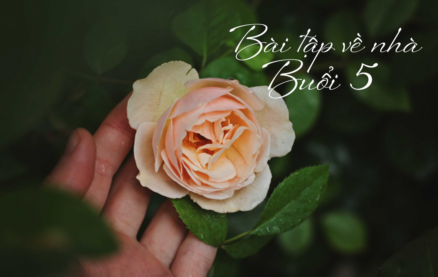 BTVN BUỔI 5