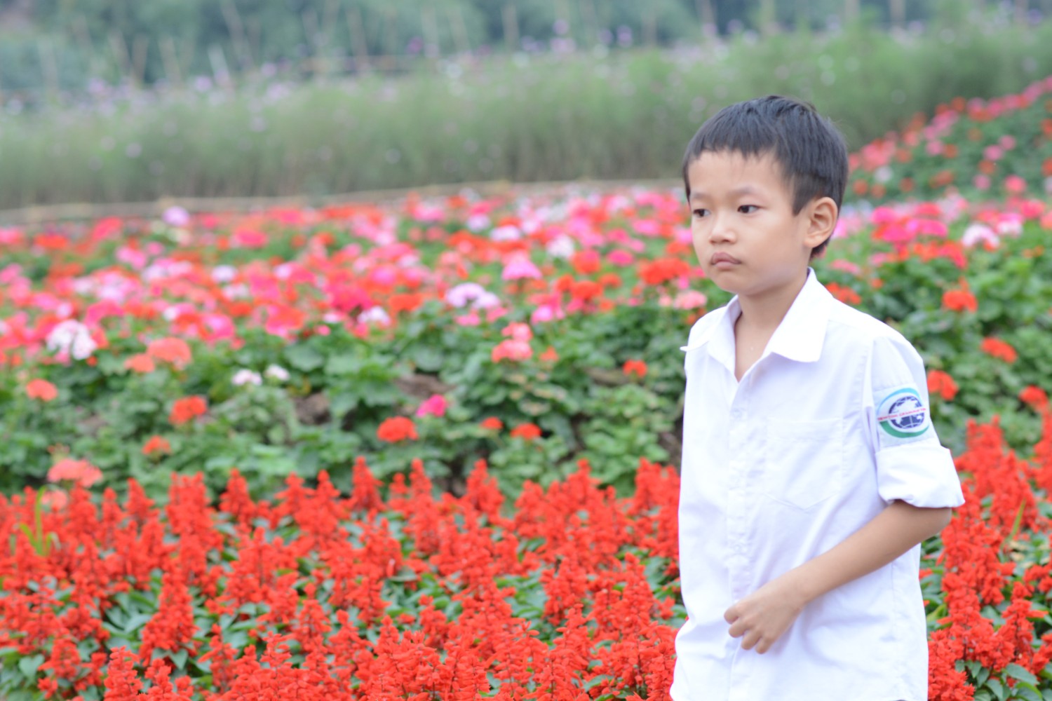 Bố cục 1  3 - 1