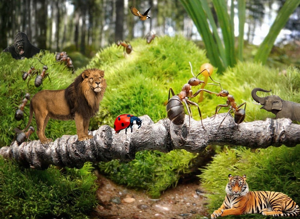 Mini zoo