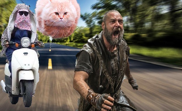 Ninja lead, ginger cat & man