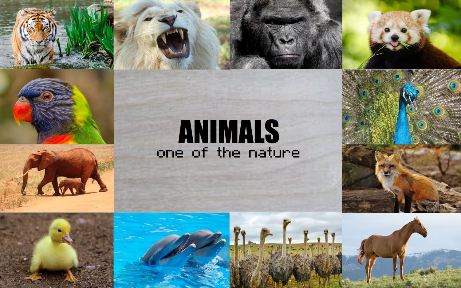 animal