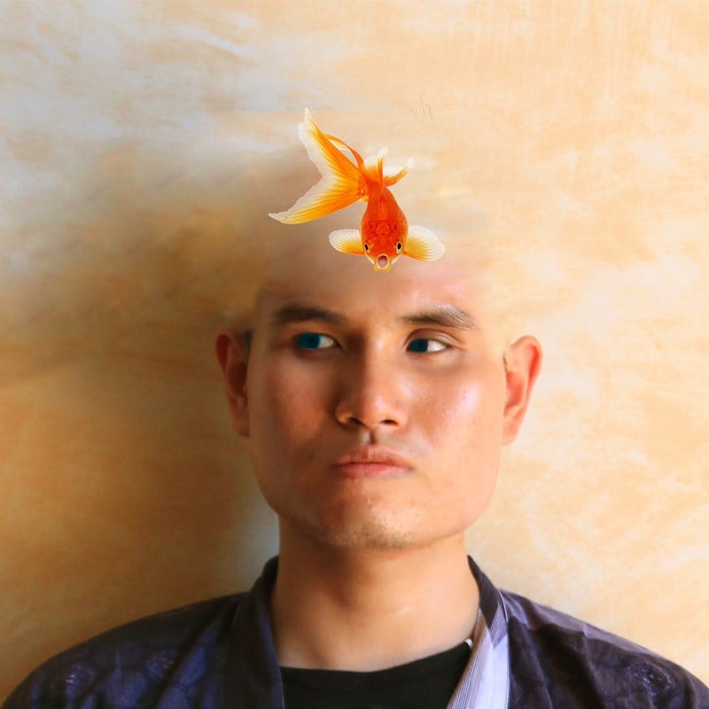 Don  t have brain, only gold fish