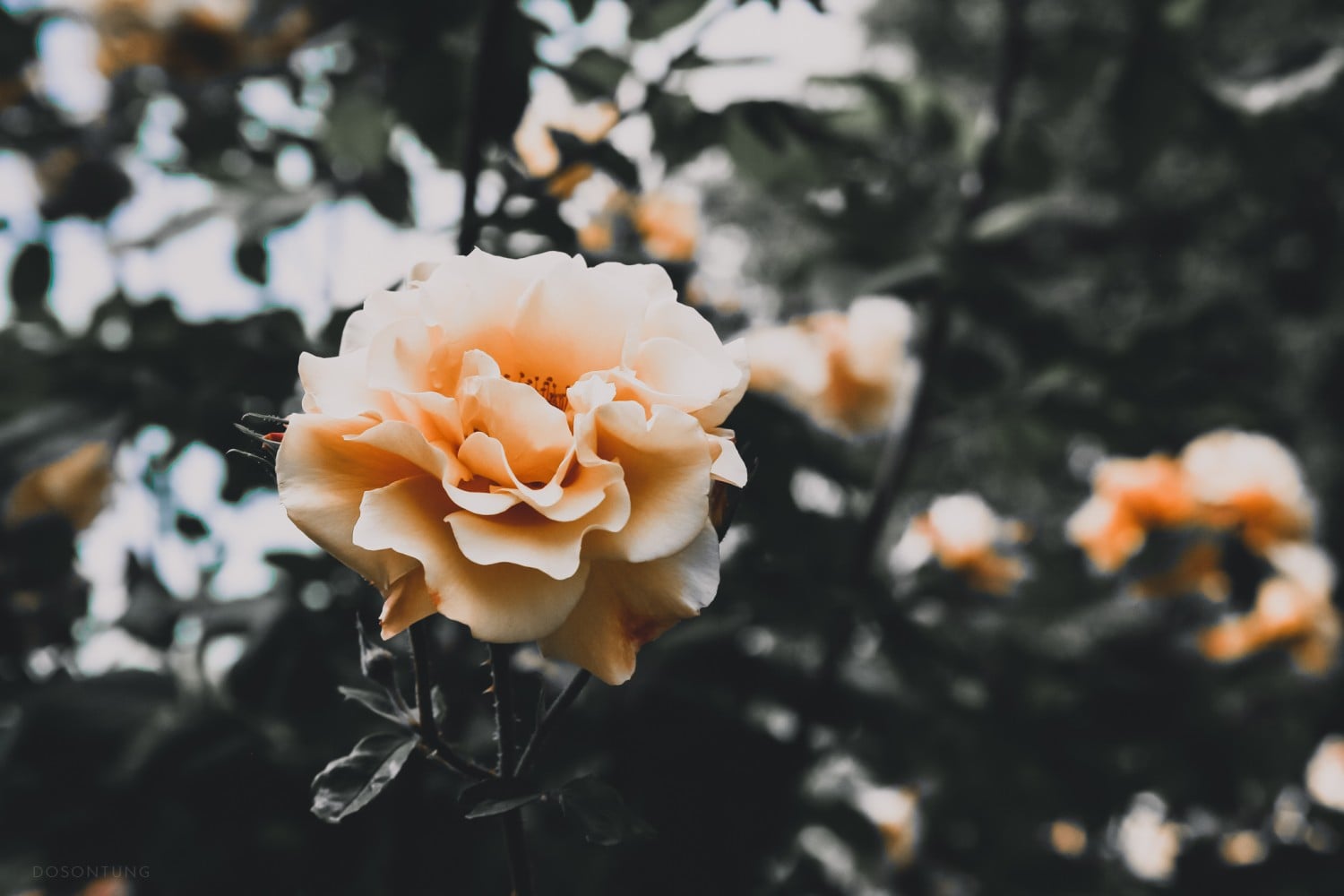 Roses