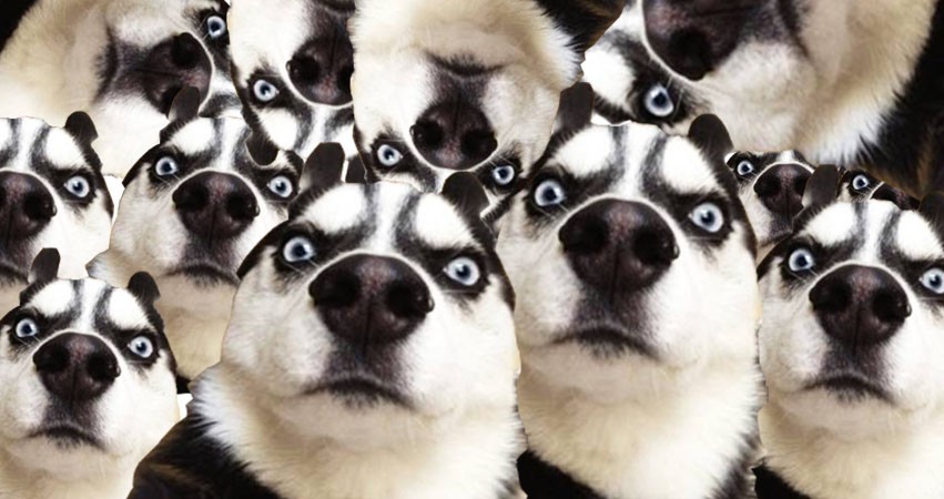 Một con Husky xynh đẹp