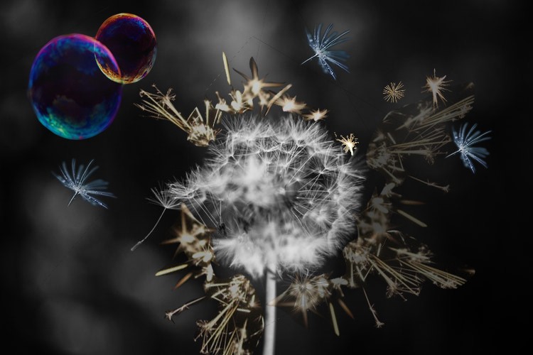 Dandelion