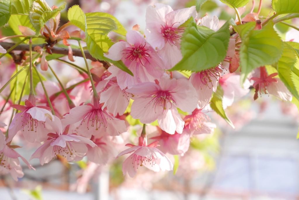 Sakura