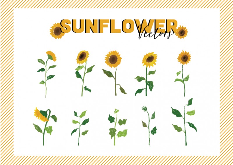 Chia sẻ bộ hình sunflower