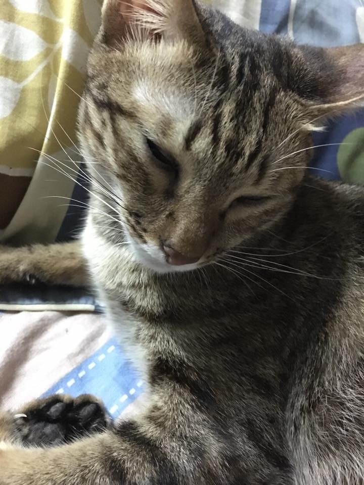Lazy Style 