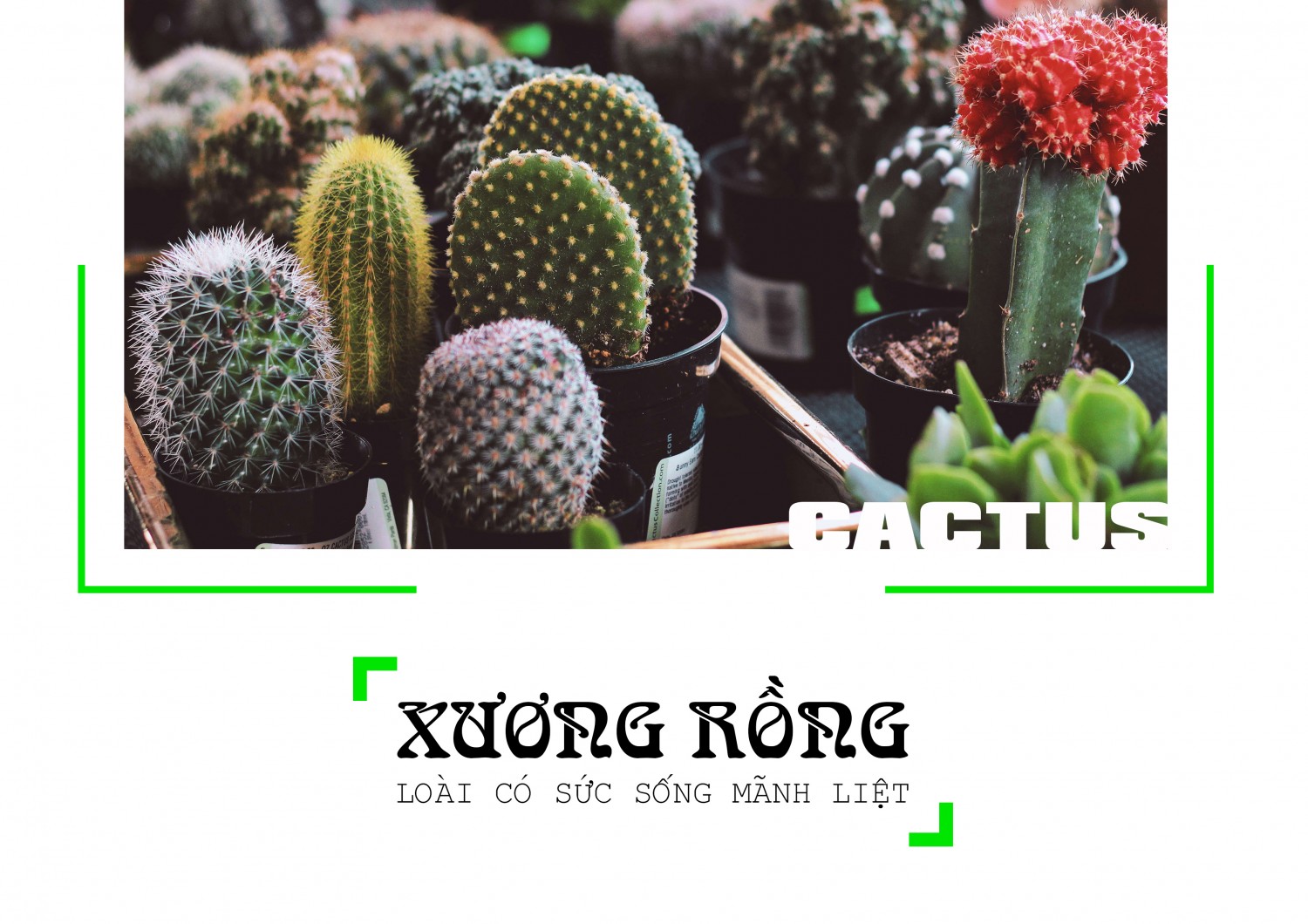 Âu Gia Linh_BTVN 2
