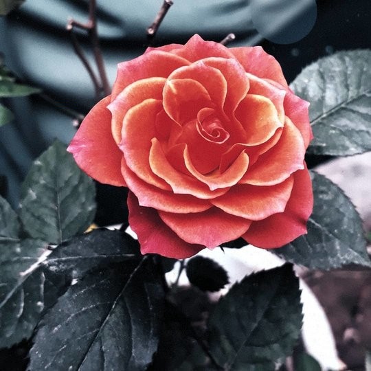Rose