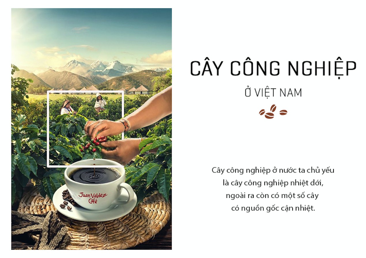 Cây công nghiệp 