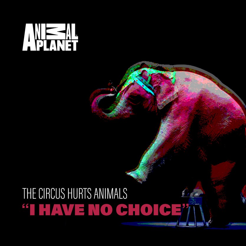 Animal Cruelty