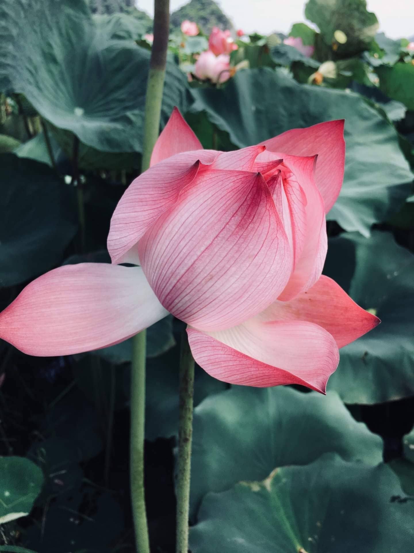 Ảnh buổi 1