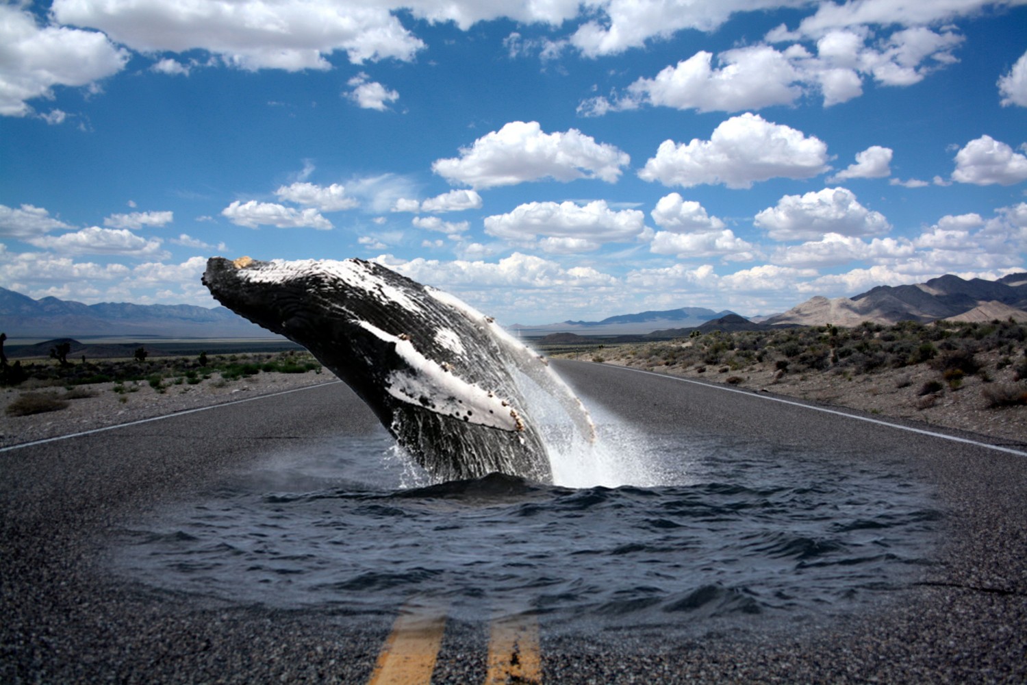 Whale