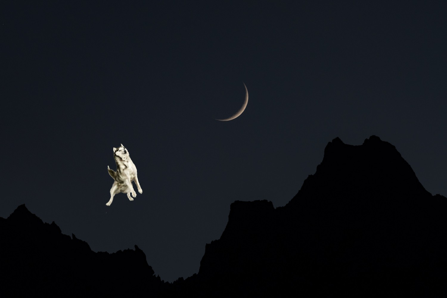 fly mi to da moon