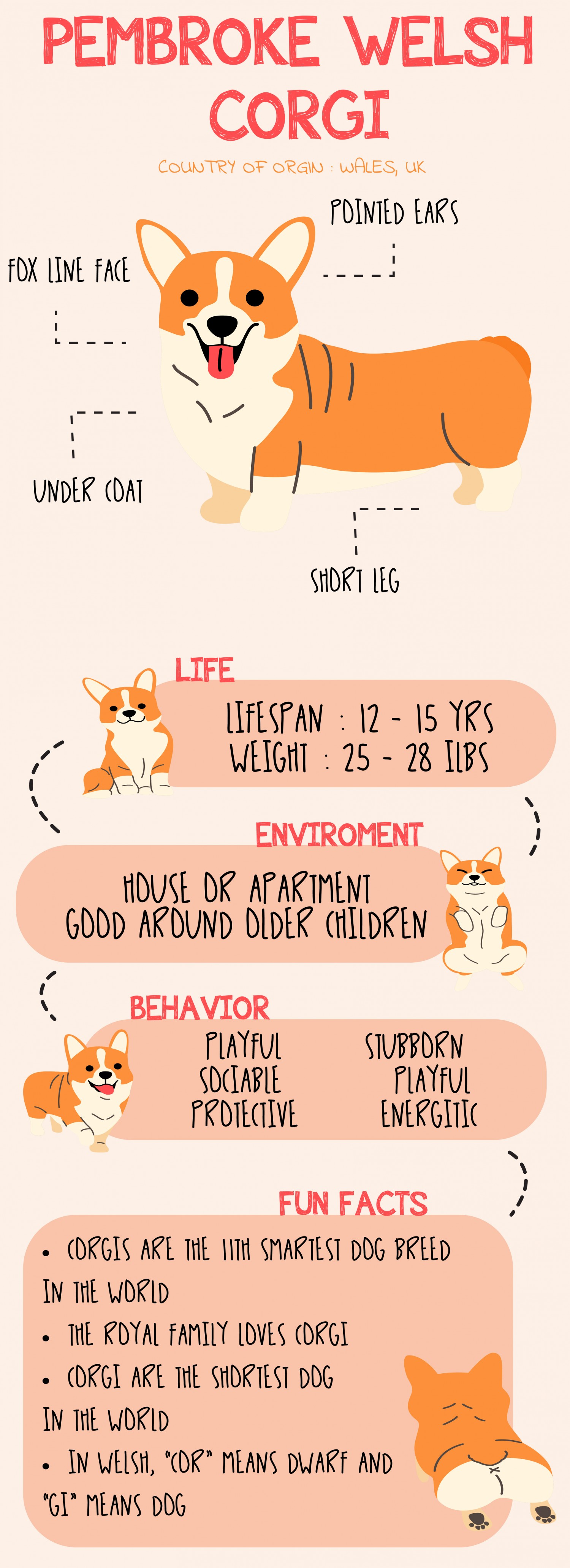 Bai tập cuối kì - Corgi