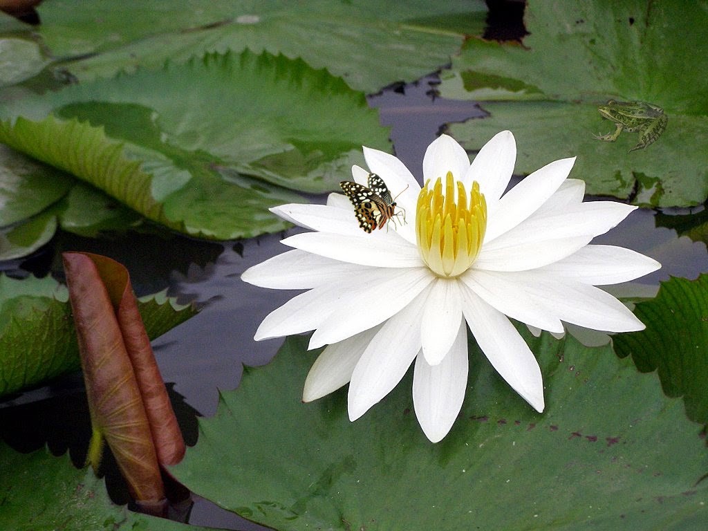 Cắt ghép ảnh
