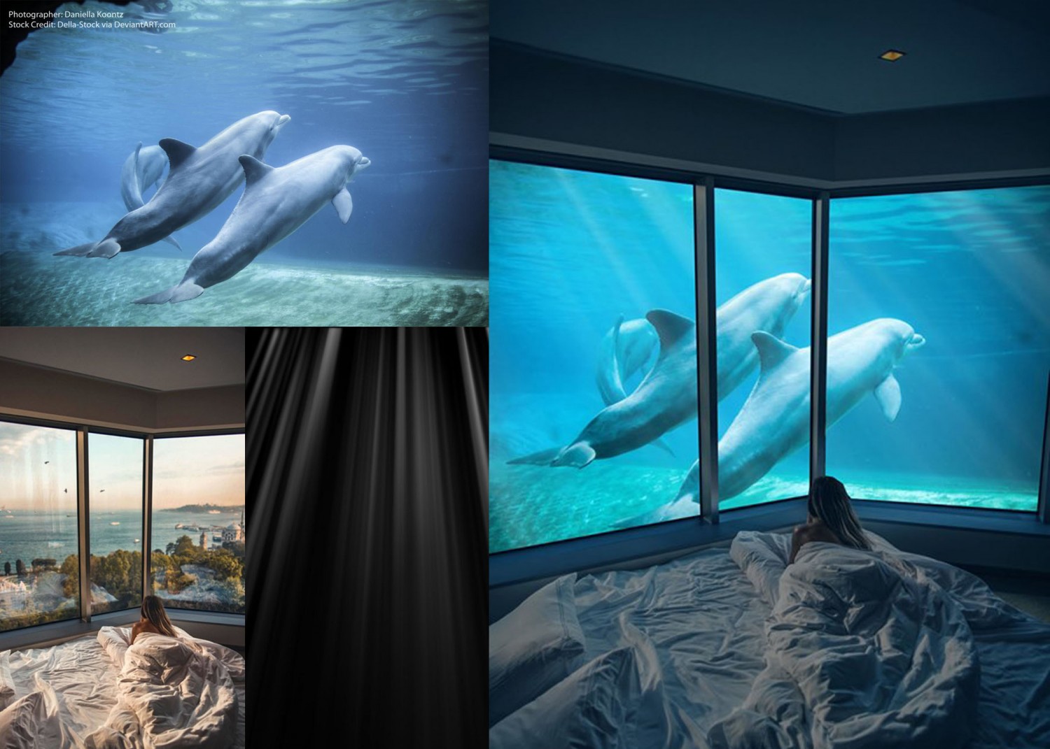dolphins